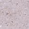 Teneurin-4 antibody, HPA065961, Atlas Antibodies, Immunohistochemistry frozen image 