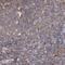 NFKB Inhibitor Epsilon antibody, NBP1-87763, Novus Biologicals, Immunohistochemistry paraffin image 