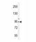 NPHS1 Adhesion Molecule, Nephrin antibody, F40640-0.4ML, NSJ Bioreagents, Western Blot image 