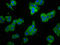 Sphingomyelin Phosphodiesterase 2 antibody, LS-C671715, Lifespan Biosciences, Immunofluorescence image 