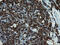 CD5 Molecule antibody, GTX84708, GeneTex, Immunohistochemistry paraffin image 