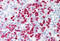 S100 Calcium Binding Protein A8 antibody, MBS245035, MyBioSource, Immunohistochemistry frozen image 