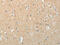 Tektin 5 antibody, CSB-PA581368, Cusabio, Immunohistochemistry frozen image 