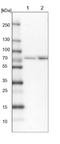 Aminoacylproline aminopeptidase antibody, NBP1-80613, Novus Biologicals, Western Blot image 