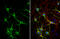 MAP2 antibody, GTX133110, GeneTex, Immunofluorescence image 