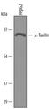 Taxilin Alpha antibody, AF5575, R&D Systems, Western Blot image 