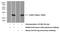 Interferon Lambda 2 antibody, 22646-1-AP, Proteintech Group, Enzyme Linked Immunosorbent Assay image 