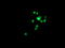 Glutathione S-Transferase Theta 2 (Gene/Pseudogene) antibody, LS-C172410, Lifespan Biosciences, Immunofluorescence image 