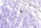 C-X-C Motif Chemokine Ligand 10 antibody, GTX54425, GeneTex, Immunohistochemistry frozen image 