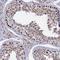 Bromodomain Containing 2 antibody, NBP1-84310, Novus Biologicals, Immunohistochemistry frozen image 