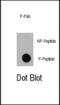 Eukaryotic Translation Initiation Factor 4E Binding Protein 1 antibody, PA5-12847, Invitrogen Antibodies, Dot Blot image 