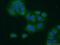 BCS1 Homolog, Ubiquinol-Cytochrome C Reductase Complex Chaperone antibody, 10175-2-AP, Proteintech Group, Immunofluorescence image 