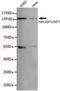 Ubiquitin Specific Peptidase 7 antibody, STJ99076, St John