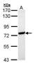 Heat Shock Protein Family A (Hsp70) Member 1 Like antibody, PA5-29212, Invitrogen Antibodies, Western Blot image 