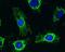 Pyruvate Dehydrogenase Kinase 1 antibody, 45-6600, Invitrogen Antibodies, Immunofluorescence image 