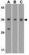 Aminoacyl TRNA Synthetase Complex Interacting Multifunctional Protein 1 antibody, GTX31557, GeneTex, Western Blot image 