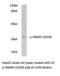 CD226 Molecule antibody, PA5-36027, Invitrogen Antibodies, Western Blot image 