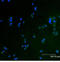 Signal transducer and activator of transcription 5A antibody, ADI-905-673-100, Enzo Life Sciences, Immunofluorescence image 