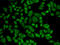 Aldehyde Dehydrogenase 2 Family Member antibody, 14-336, ProSci, Immunofluorescence image 