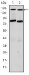 Nuclear receptor coactivator 3 antibody, abx011671, Abbexa, Enzyme Linked Immunosorbent Assay image 