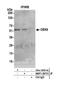 Chromobox 6 antibody, NBP1-28731, Novus Biologicals, Western Blot image 