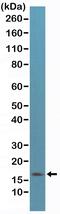 p16-INK4a antibody, MA5-27905, Invitrogen Antibodies, Western Blot image 