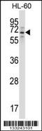 Tripartite Motif Containing 23 antibody, 57-172, ProSci, Western Blot image 