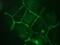 Cadherin 11 antibody, NBP1-97676, Novus Biologicals, Immunofluorescence image 