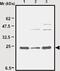 Superoxide Dismutase 2 antibody, ab16956, Abcam, Western Blot image 