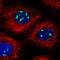 U3 small nucleolar RNA-associated protein 6 homolog antibody, PA5-55272, Invitrogen Antibodies, Immunofluorescence image 