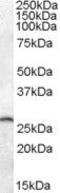 Phosphoserine phosphatase antibody, PA5-19113, Invitrogen Antibodies, Western Blot image 