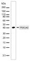 AKT1 Substrate 1 antibody, 710079, Invitrogen Antibodies, Western Blot image 