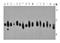 Complement C1q C Chain antibody, orb155965, Biorbyt, Western Blot image 