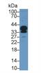 Proopiomelanocortin antibody, MBS2027871, MyBioSource, Western Blot image 