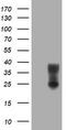 Mucin 1, Cell Surface Associated antibody, LS-C175466, Lifespan Biosciences, Western Blot image 