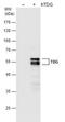 Thymine DNA Glycosylase antibody, NBP2-43802, Novus Biologicals, Western Blot image 