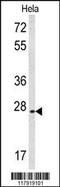 cAMP-responsive element modulator antibody, 63-790, ProSci, Western Blot image 