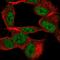 Thiosulfate Sulfurtransferase Like Domain Containing 2 antibody, HPA064304, Atlas Antibodies, Immunofluorescence image 