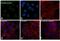 p53 antibody, PA5-17894, Invitrogen Antibodies, Immunofluorescence image 