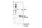 Interferon Regulatory Factor 5 antibody, 20261S, Cell Signaling Technology, Immunoprecipitation image 