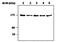 SOS Ras/Rac Guanine Nucleotide Exchange Factor 1 antibody, MA5-17234, Invitrogen Antibodies, Western Blot image 