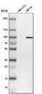 Stromal Interaction Molecule 1 antibody, HPA012123, Atlas Antibodies, Western Blot image 