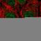 SPRY Domain Containing 4 antibody, HPA053469, Atlas Antibodies, Immunofluorescence image 