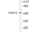 RAD51 Paralog C antibody, LS-C176982, Lifespan Biosciences, Western Blot image 