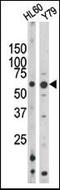 RAD9 Checkpoint Clamp Component A antibody, GTX50885, GeneTex, Western Blot image 
