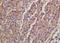 Proopiomelanocortin antibody, orb155583, Biorbyt, Immunohistochemistry paraffin image 