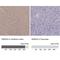 NDRG Family Member 4 antibody, NBP1-81434, Novus Biologicals, Immunohistochemistry paraffin image 