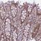 RB Binding Protein 8, Endonuclease antibody, HPA039890, Atlas Antibodies, Immunohistochemistry frozen image 