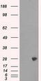 Proteasome Subunit Alpha 7 antibody, M05091, Boster Biological Technology, Western Blot image 