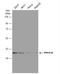 Protein Phosphatase 1 Catalytic Subunit Beta antibody, NBP1-32618, Novus Biologicals, Western Blot image 